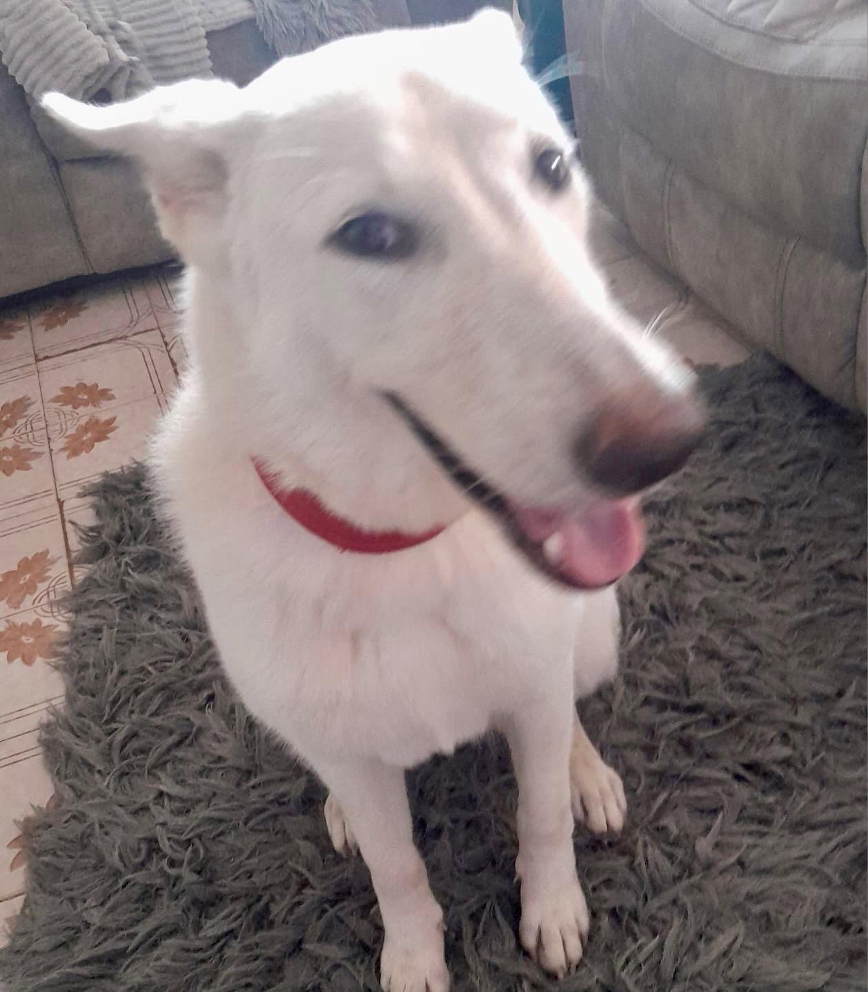 Luna, Adoptable, Young Female Shepherd.