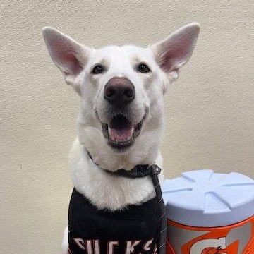 Enlarge Luna, a Adoptable Shepherd in Lake Hopatcong, NJ image 1/3