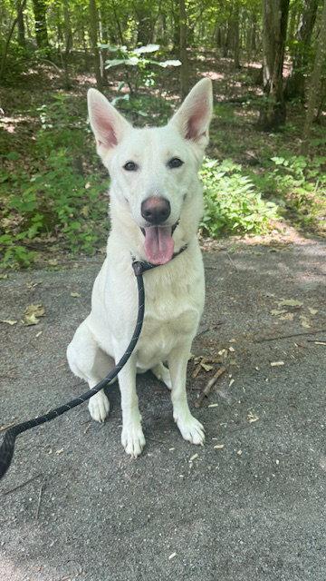 Luna Shephard, a Adoptable Shepherd in Lake Hopatcong, NJ image 2/3