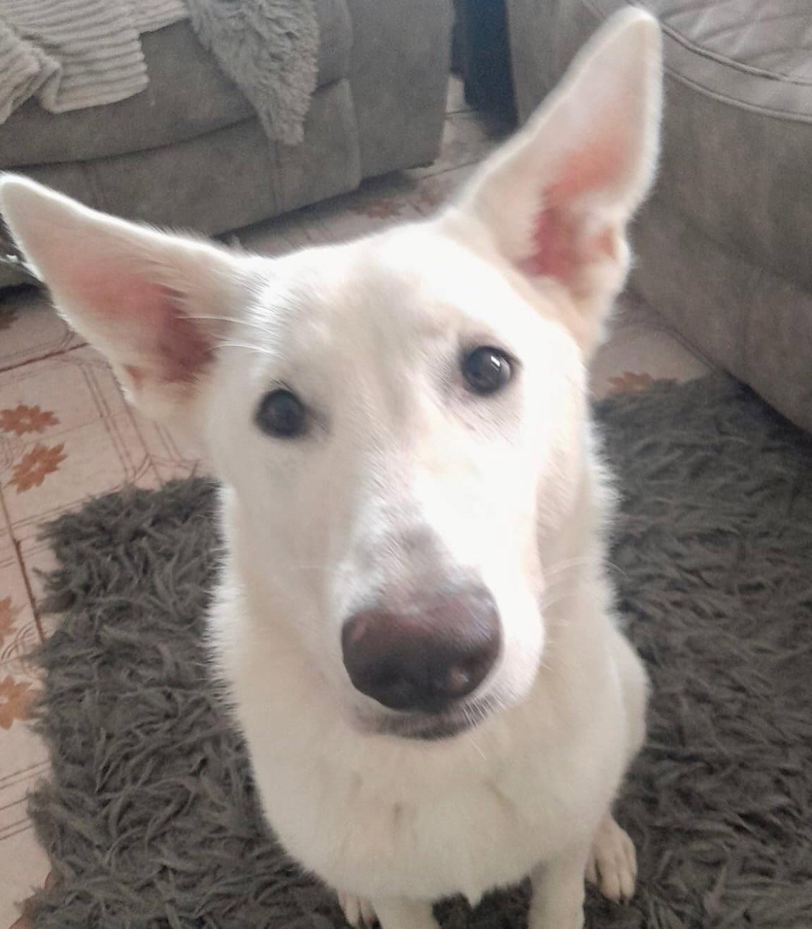 Luna, a Adoptable Shepherd in Lake Hopatcong, NJ image 2/2