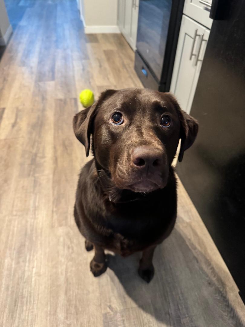 Shelby, Adoptable, Young Female Labrador Retriever.