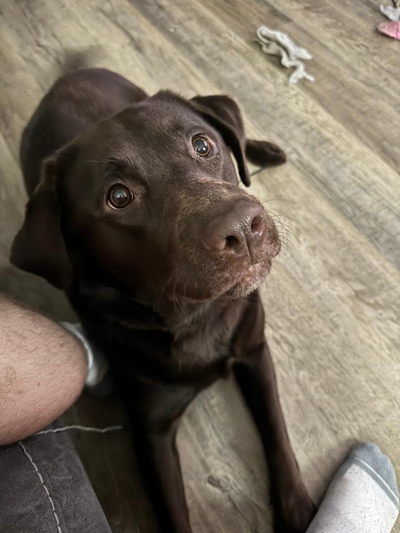 Enlarge Shelby, a Adoptable Labrador Retriever in Warrington, PA image 2/2