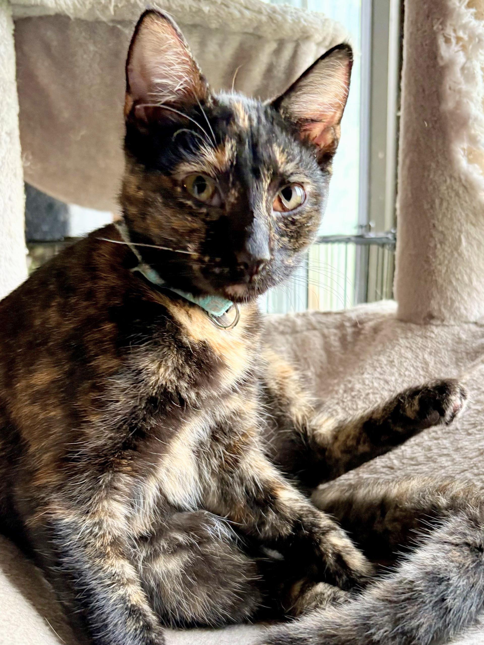 Enlarge Angel, an adopted Tortoiseshell in Scottsburg, IN image 1/1