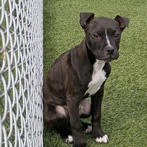 Enlarge Lucy Lou, a Adoptable mixed breed in Sanford, NC image 1/5