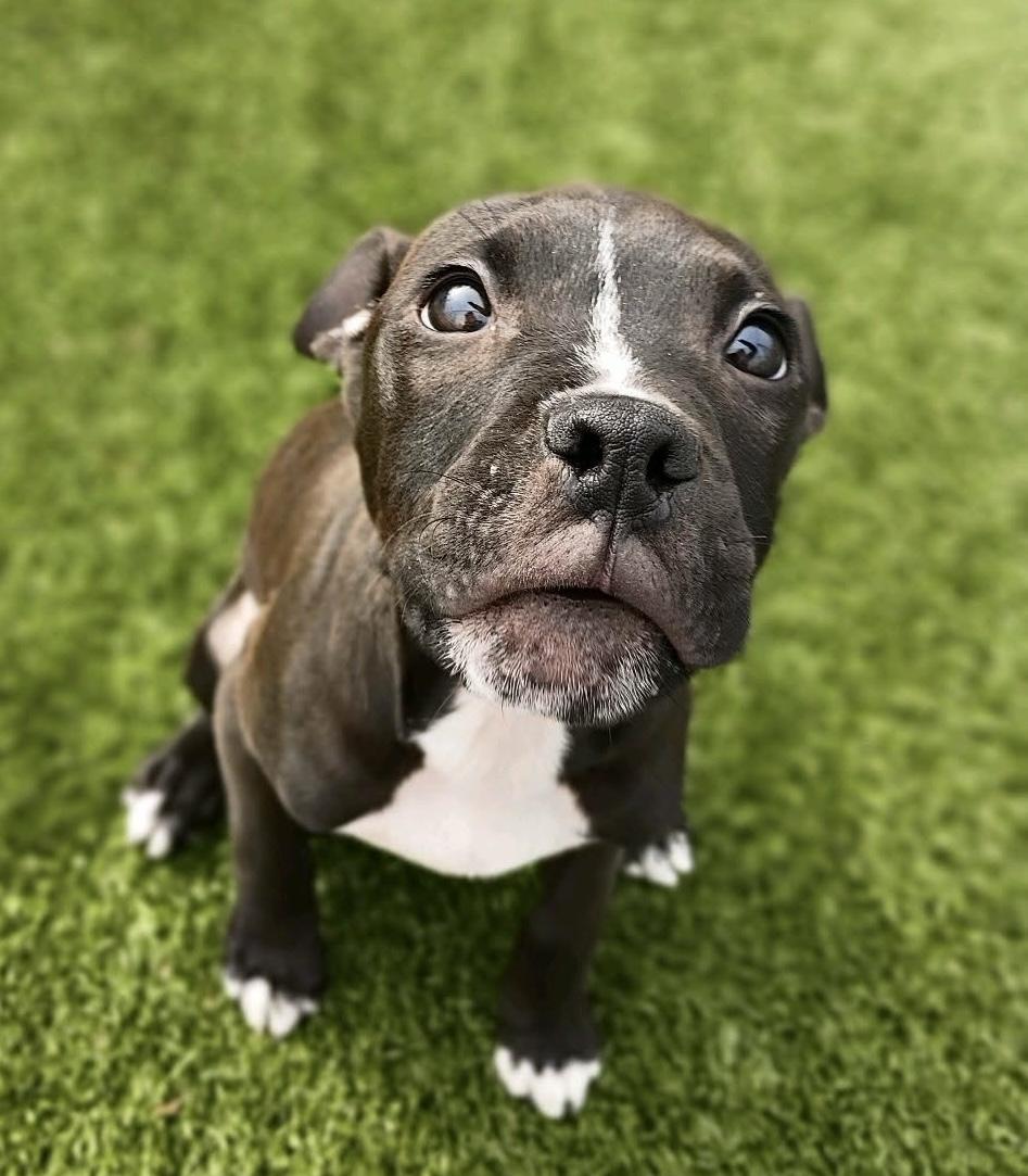 Enlarge Lucy Lou, a Adoptable mixed breed in Sanford, NC image 2/5