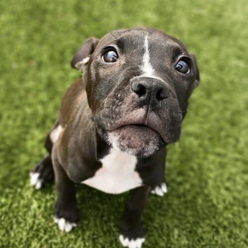 Enlarge Lucy Lou, a Adoptable mixed breed in Sanford, NC image 3/5