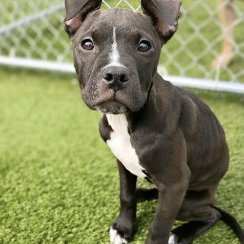 Enlarge Lucy Lou, a Adoptable mixed breed in Sanford, NC image 4/5