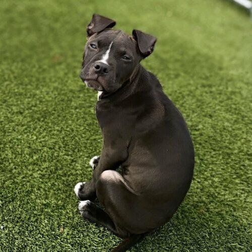 Enlarge Lucy Lou, a Adoptable mixed breed in Sanford, NC image 5/5