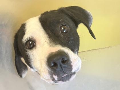Pili, Adult Female Mixed Breed