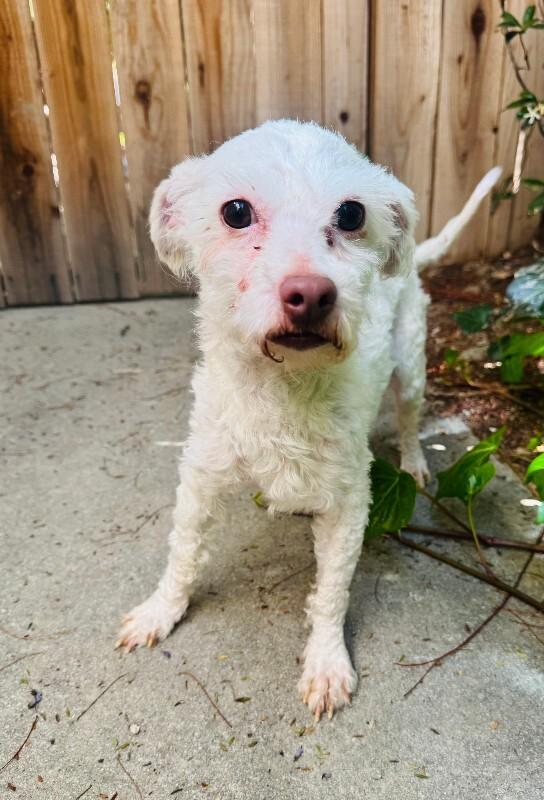 Enlarge Oliver, a Adoptable mixed breed in Valley Village, CA image 1/4