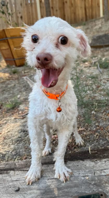 Enlarge Oliver, a Adoptable mixed breed in Valley Village, CA image 2/4