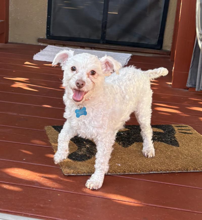 Oliver, a Adoptable mixed breed in Valley Village, CA image 1/6
