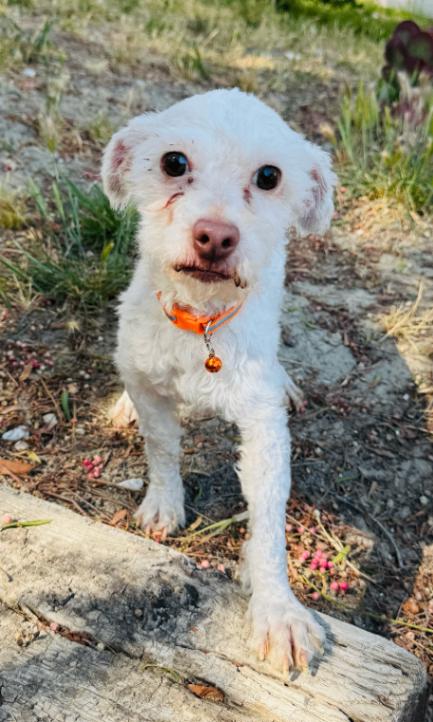 Enlarge Oliver, a Adoptable mixed breed in Valley Village, CA image 3/4