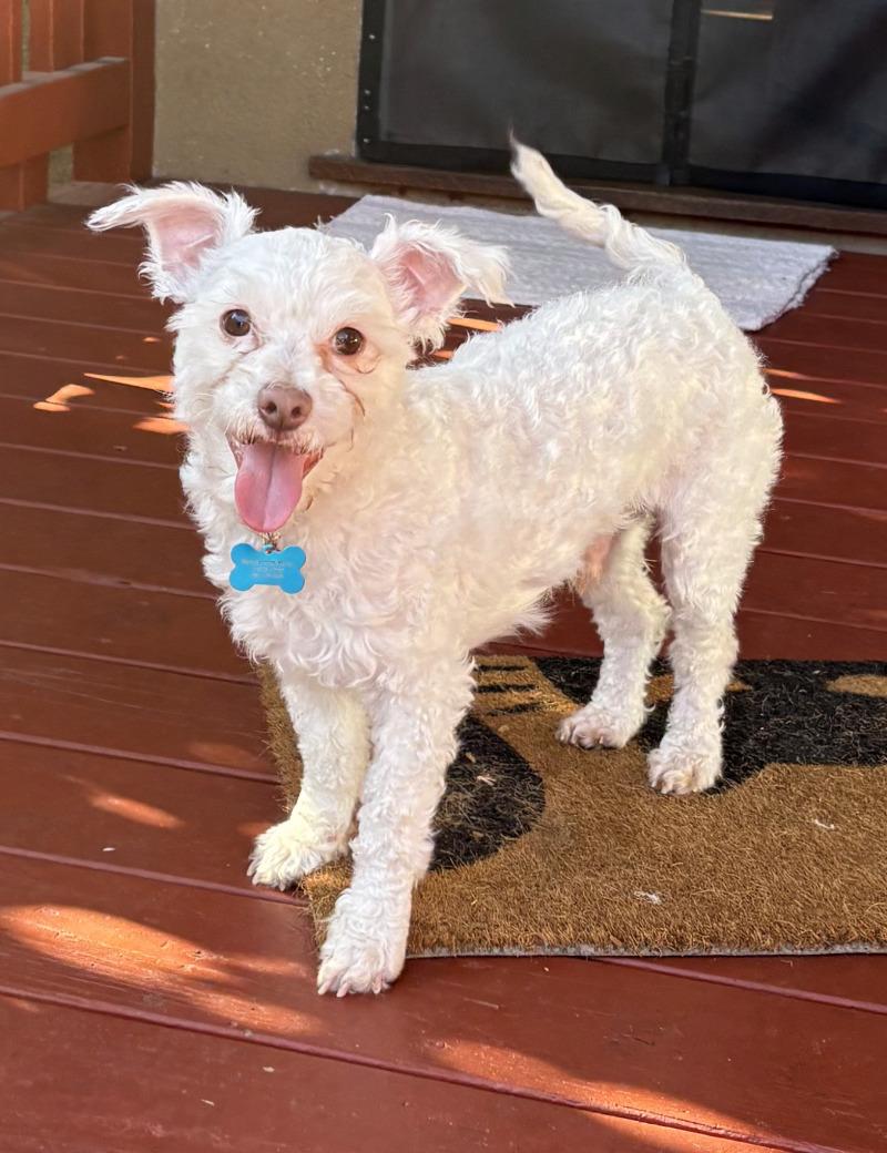 Oliver, a Adoptable mixed breed in Valley Village, CA image 3/6