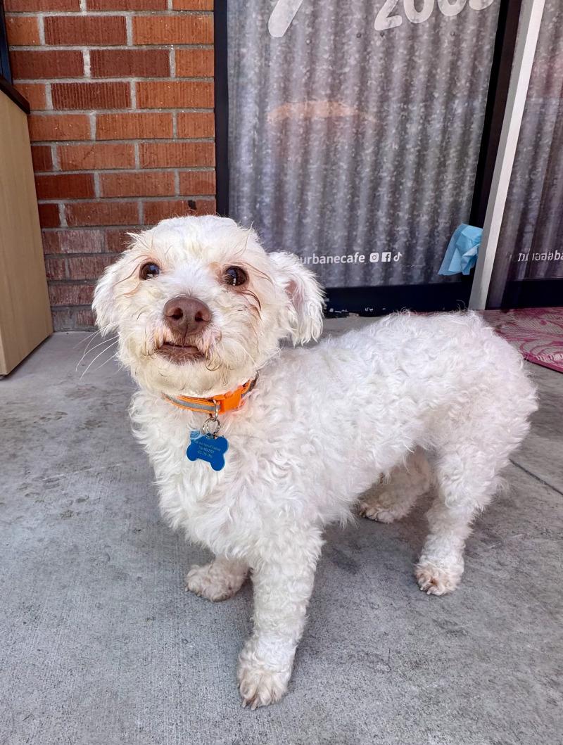 Enlarge Oliver, a Adoptable mixed breed in Valley Village, CA image 3/6