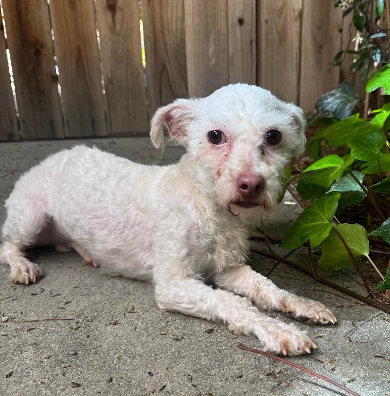 Enlarge Oliver, a Adoptable mixed breed in Valley Village, CA image 4/4