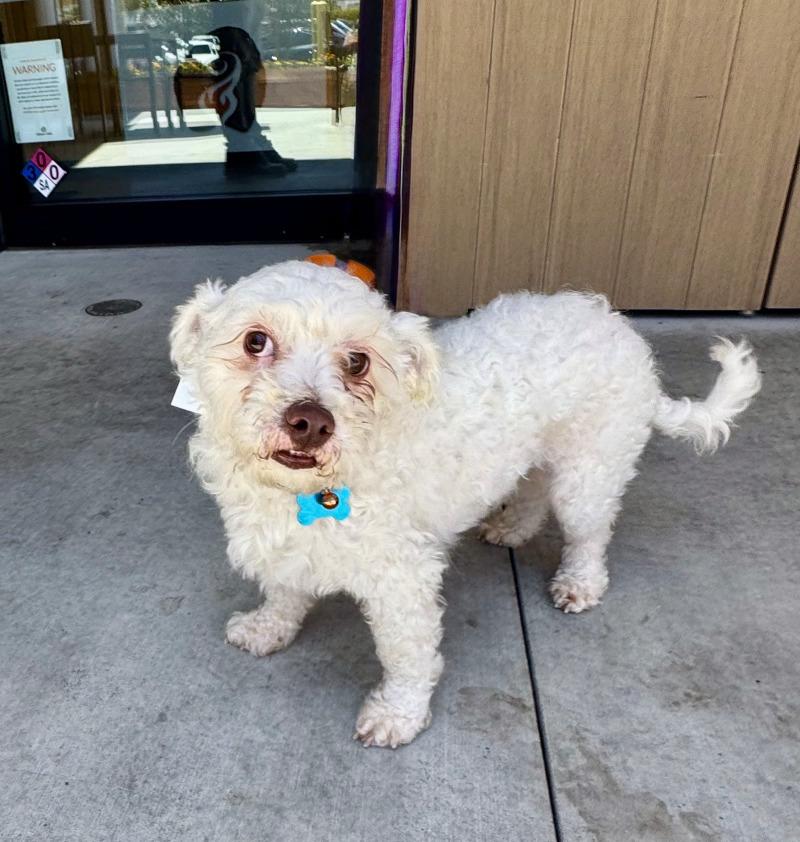 Enlarge Oliver, a Adoptable mixed breed in Valley Village, CA image 5/6