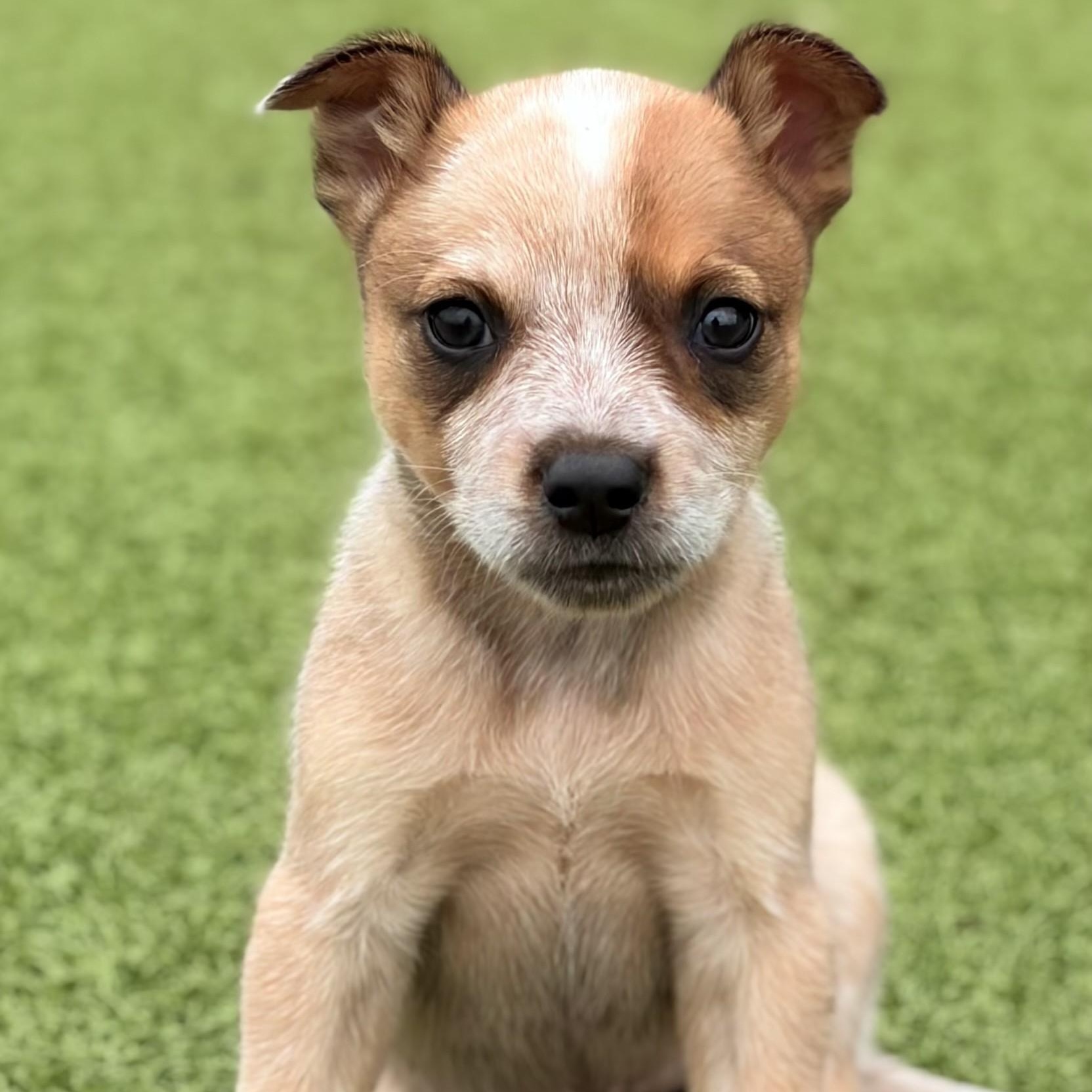 Tumbleweed, Adoptable, Puppy Female Australian Cattle Dog / Blue Heeler.