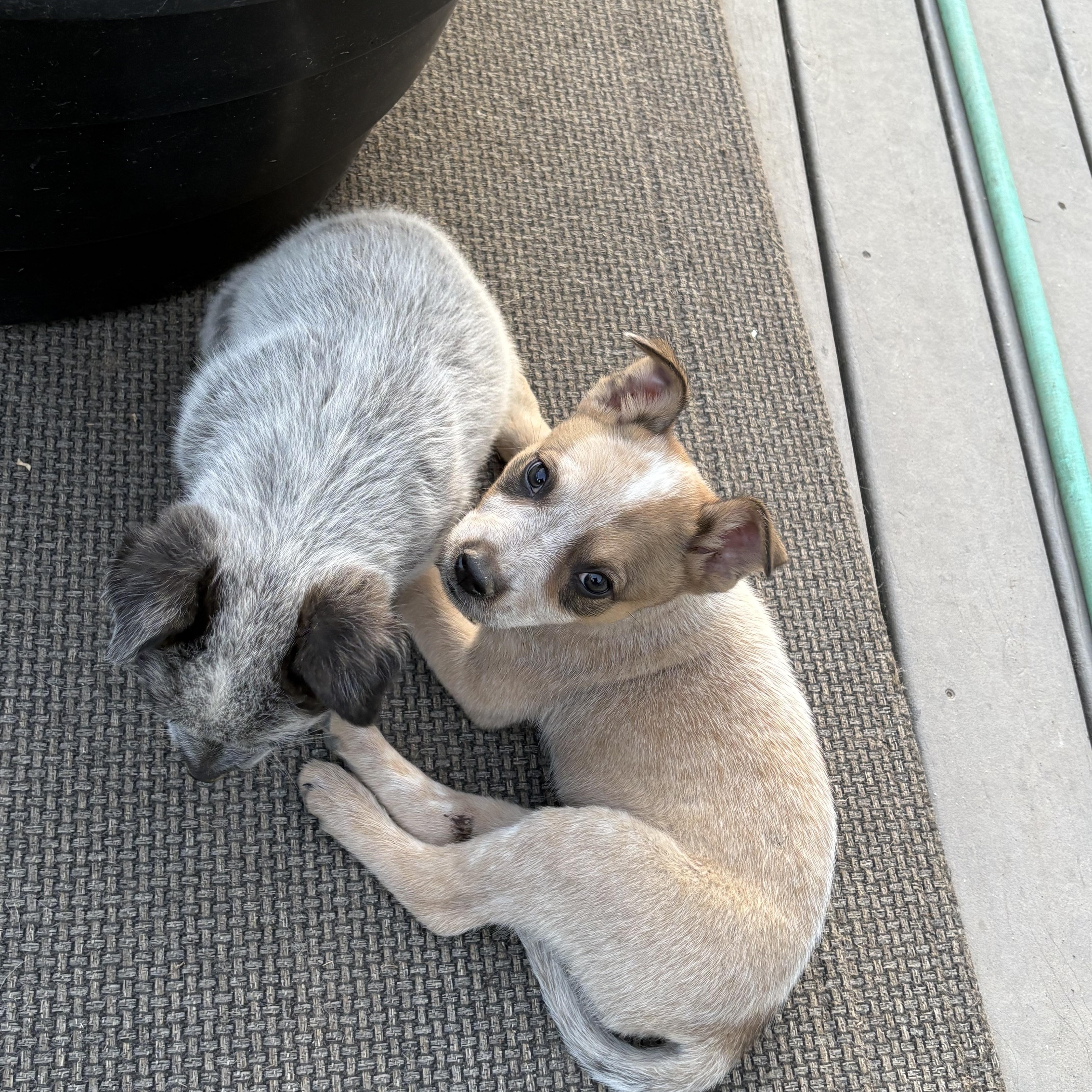Tumbleweed, a Adoptable Australian Cattle Dog / Blue Heeler in Spokane, WA image 5/5