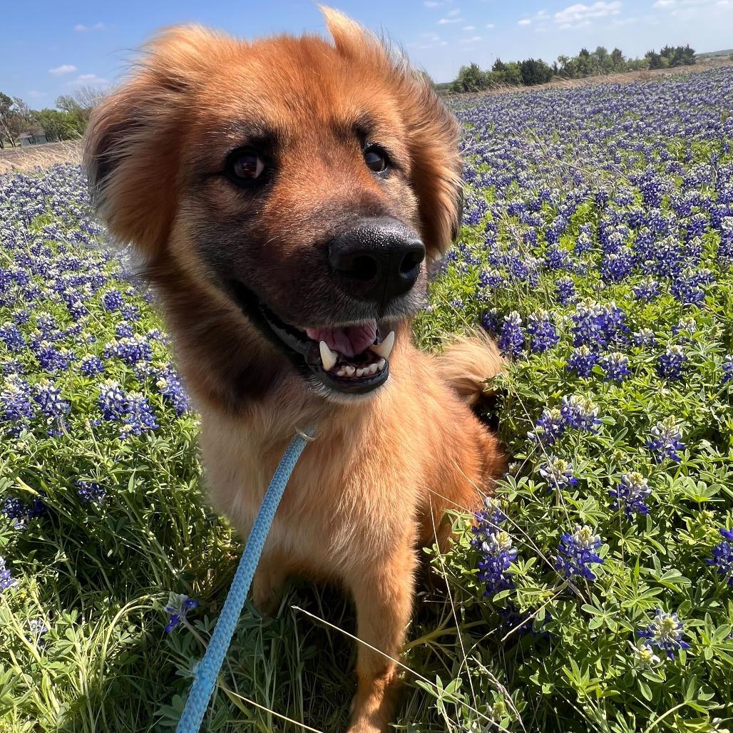 Moose, Adoptable, Adult Male Shepherd.