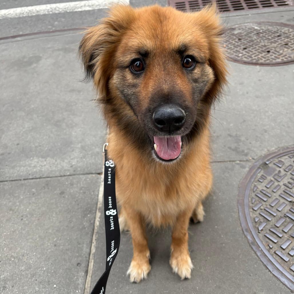 Enlarge Moose, a Adoptable Shepherd in Brooklyn, NY image 2/6