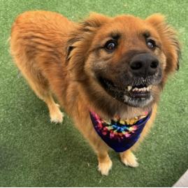 Enlarge Moose, a Adoptable Shepherd in Brooklyn, NY image 3/6