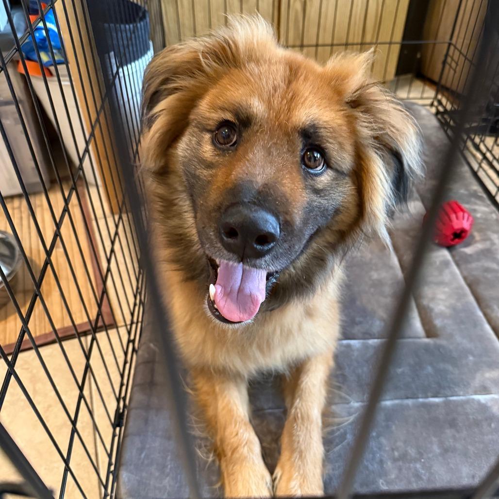 Enlarge Moose, a Adoptable Shepherd in Brooklyn, NY image 4/6