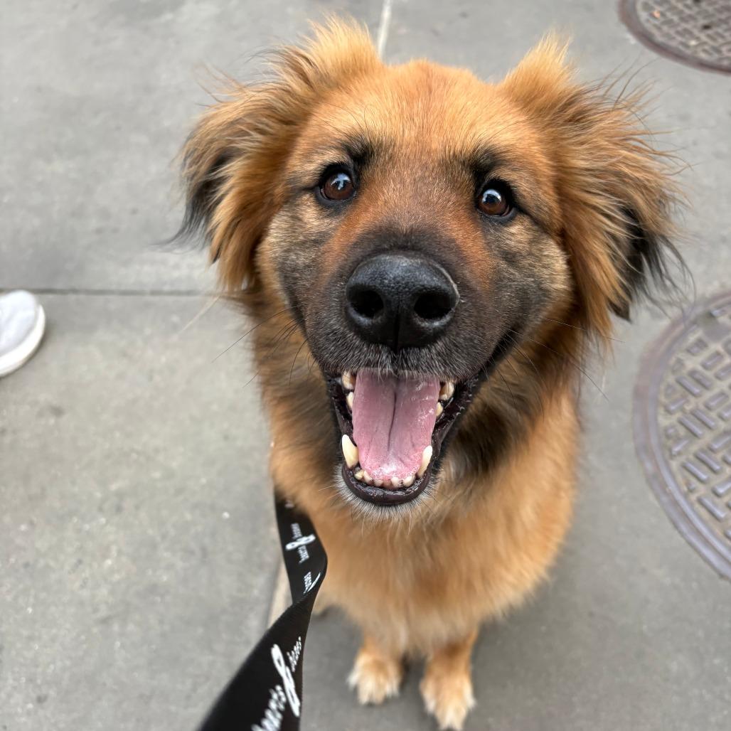 Enlarge Moose, a Adoptable Shepherd in Brooklyn, NY image 5/6