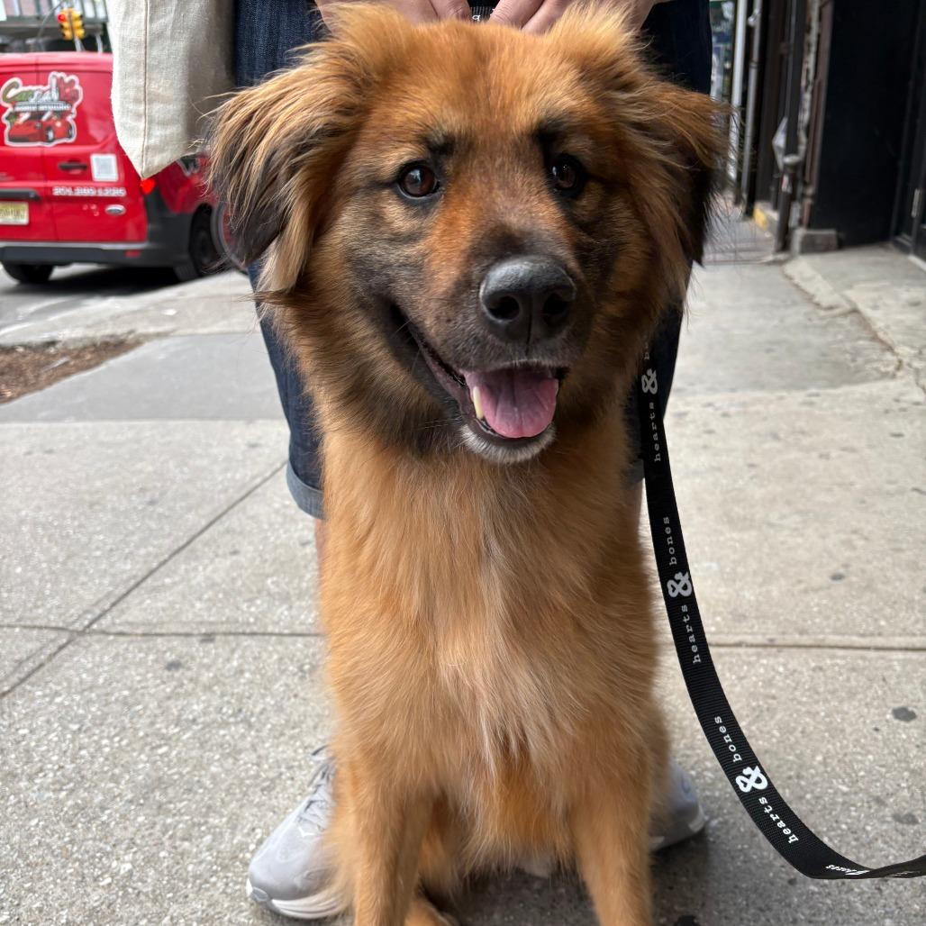 Enlarge Moose, a Adoptable Shepherd in Brooklyn, NY image 6/6