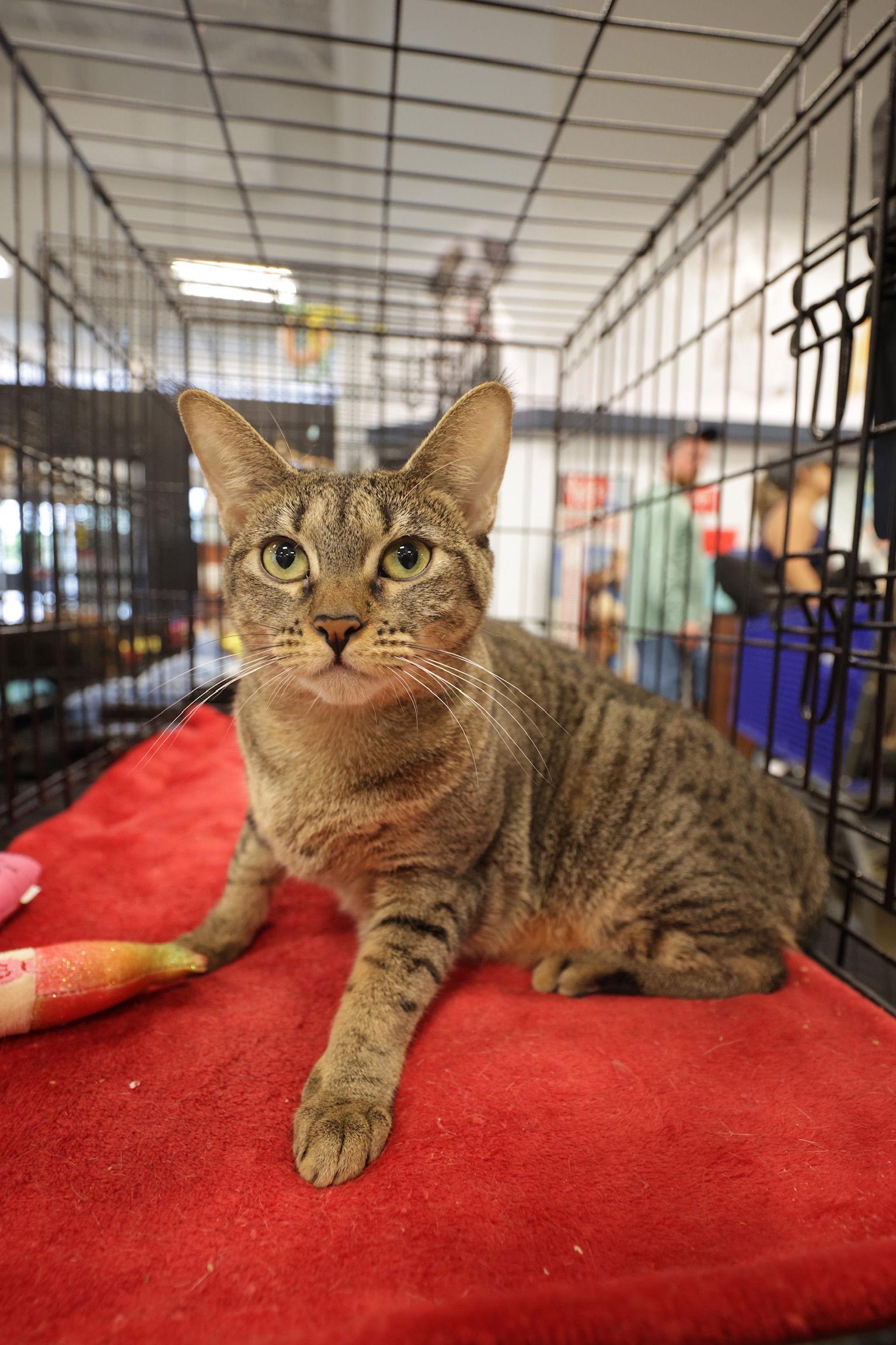 Enlarge Munchie, a Adoptable Domestic Short Hair in Oakland Park, FL image 1/3
