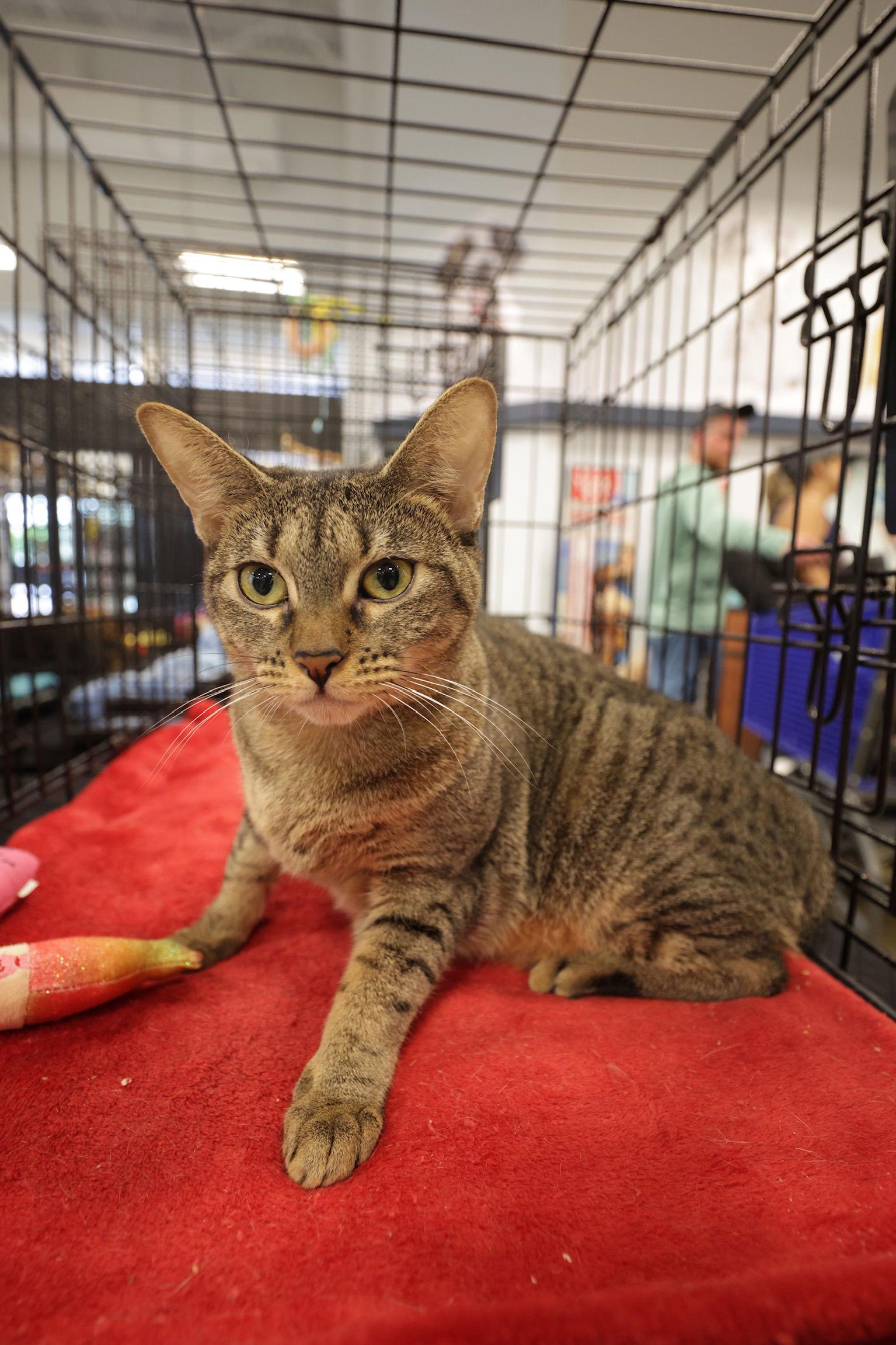 Enlarge Munchie, a Adoptable Domestic Short Hair in Oakland Park, FL image 2/3