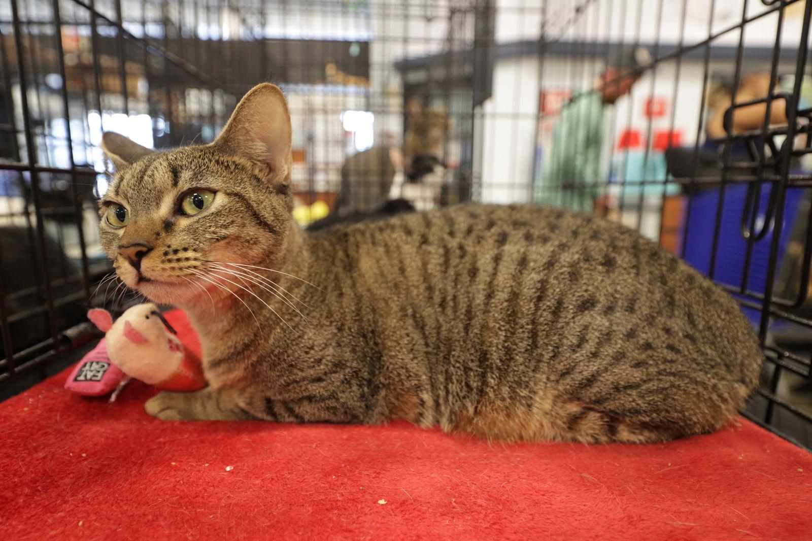 Munchie, Adoptable, Adult Female Domestic Short Hair.