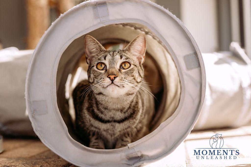 Enlarge Sugar Spice, a Adoptable Domestic Short Hair in Myakka City, FL image 2/6