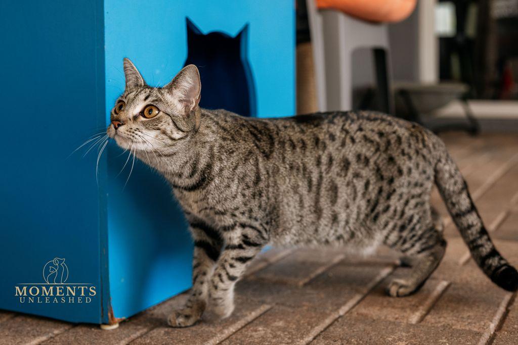 Enlarge Sugar Spice, a Adoptable Domestic Short Hair in Myakka City, FL image 5/6