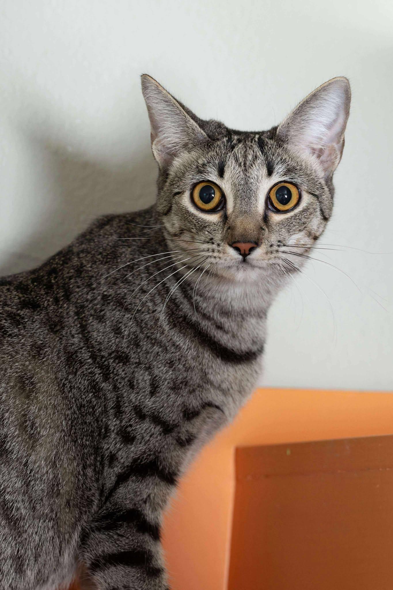 Sugar Spice, a Adoptable Domestic Short Hair in Myakka City, FL image 4/6