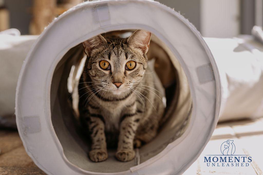 Enlarge Sugar Spice, a Adoptable Domestic Short Hair in Myakka City, FL image 1/6