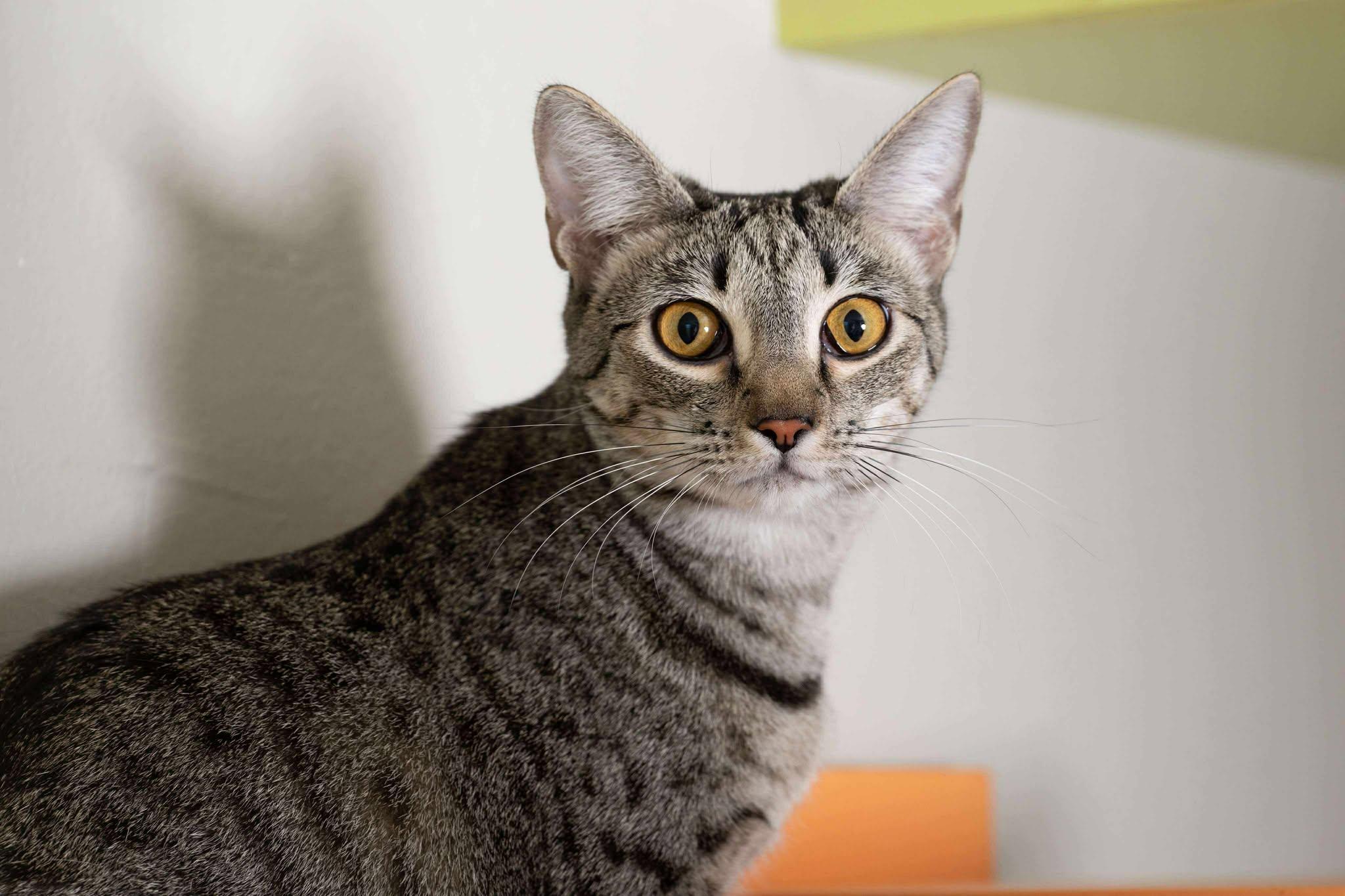 Sugar Spice, a Adoptable Domestic Short Hair in Myakka City, FL image 1/6