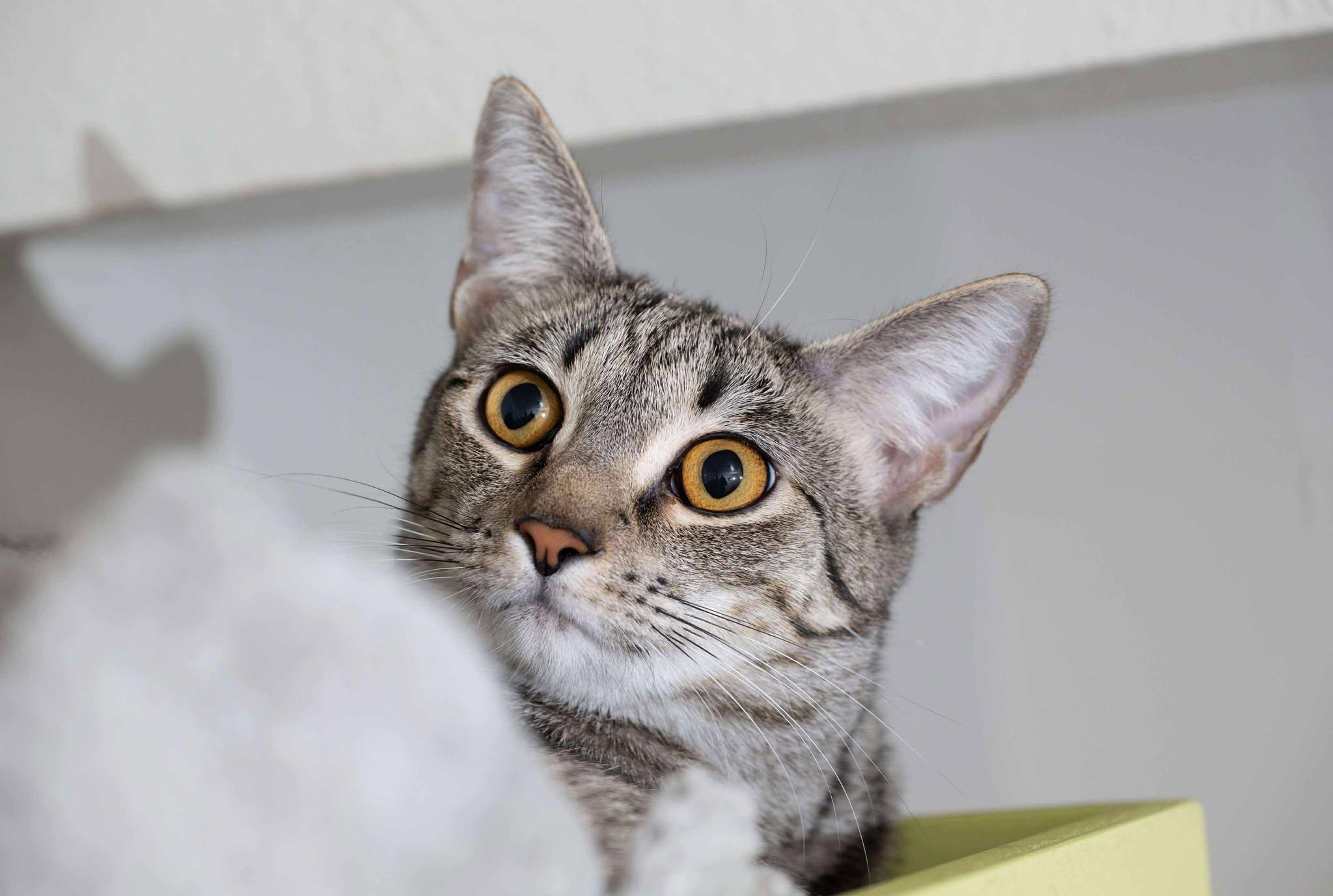 Sugar Spice, a Adoptable Domestic Short Hair in Myakka City, FL image 2/6