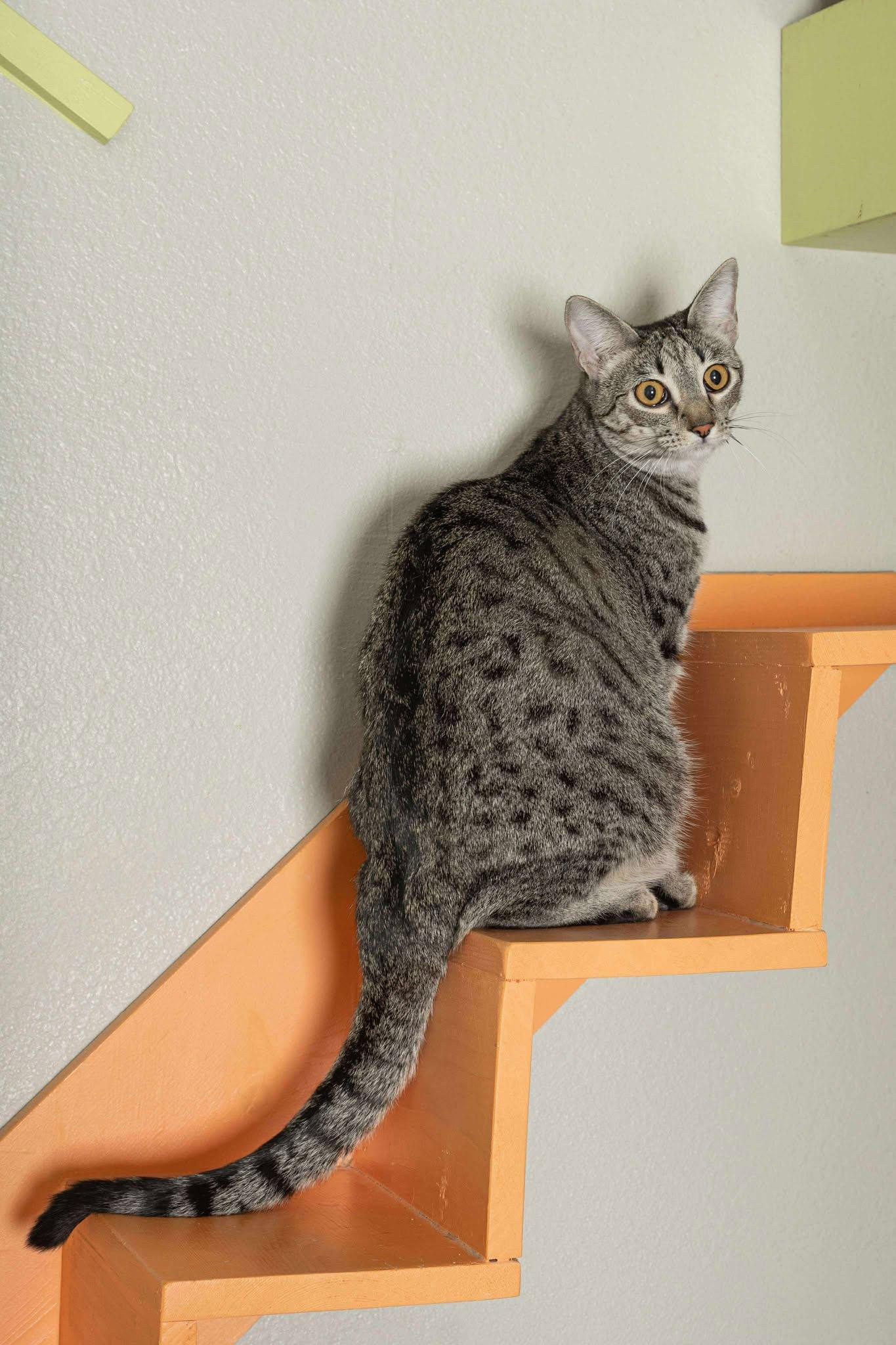 Sugar Spice, a Adoptable Domestic Short Hair in Myakka City, FL image 3/6