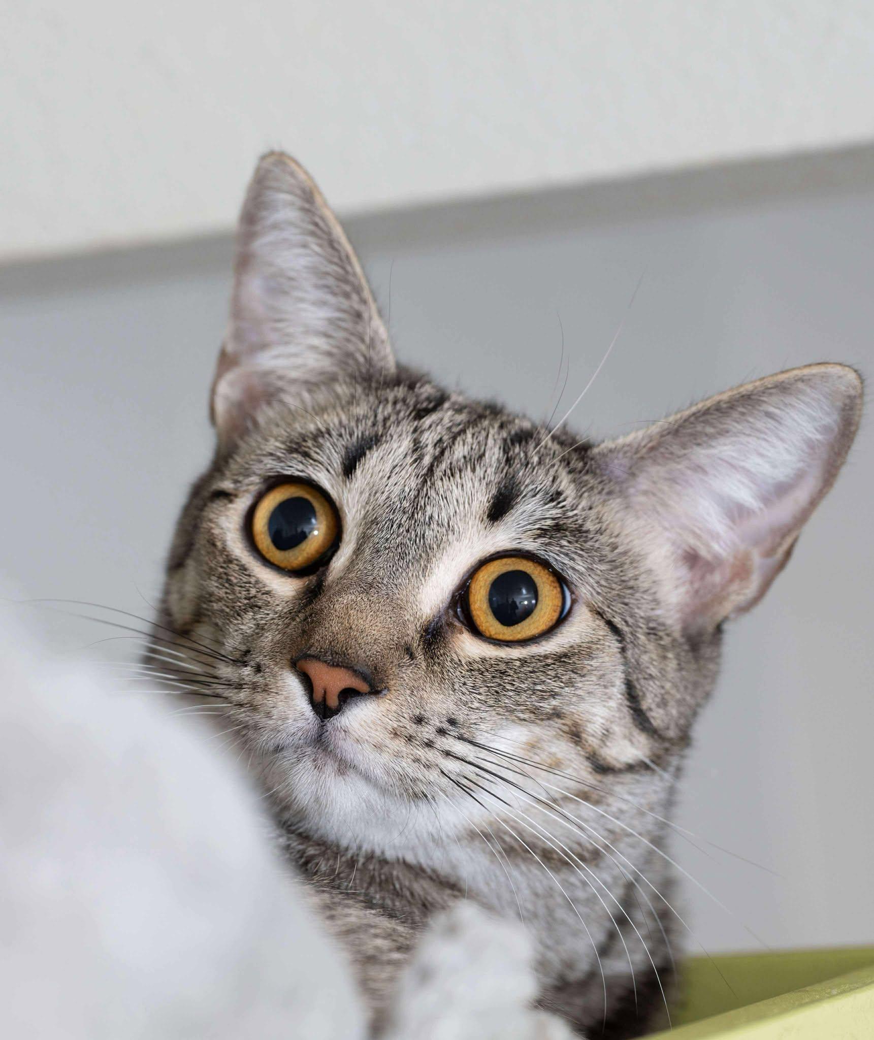 Sugar Spice, a Adoptable Domestic Short Hair in Myakka City, FL image 5/6