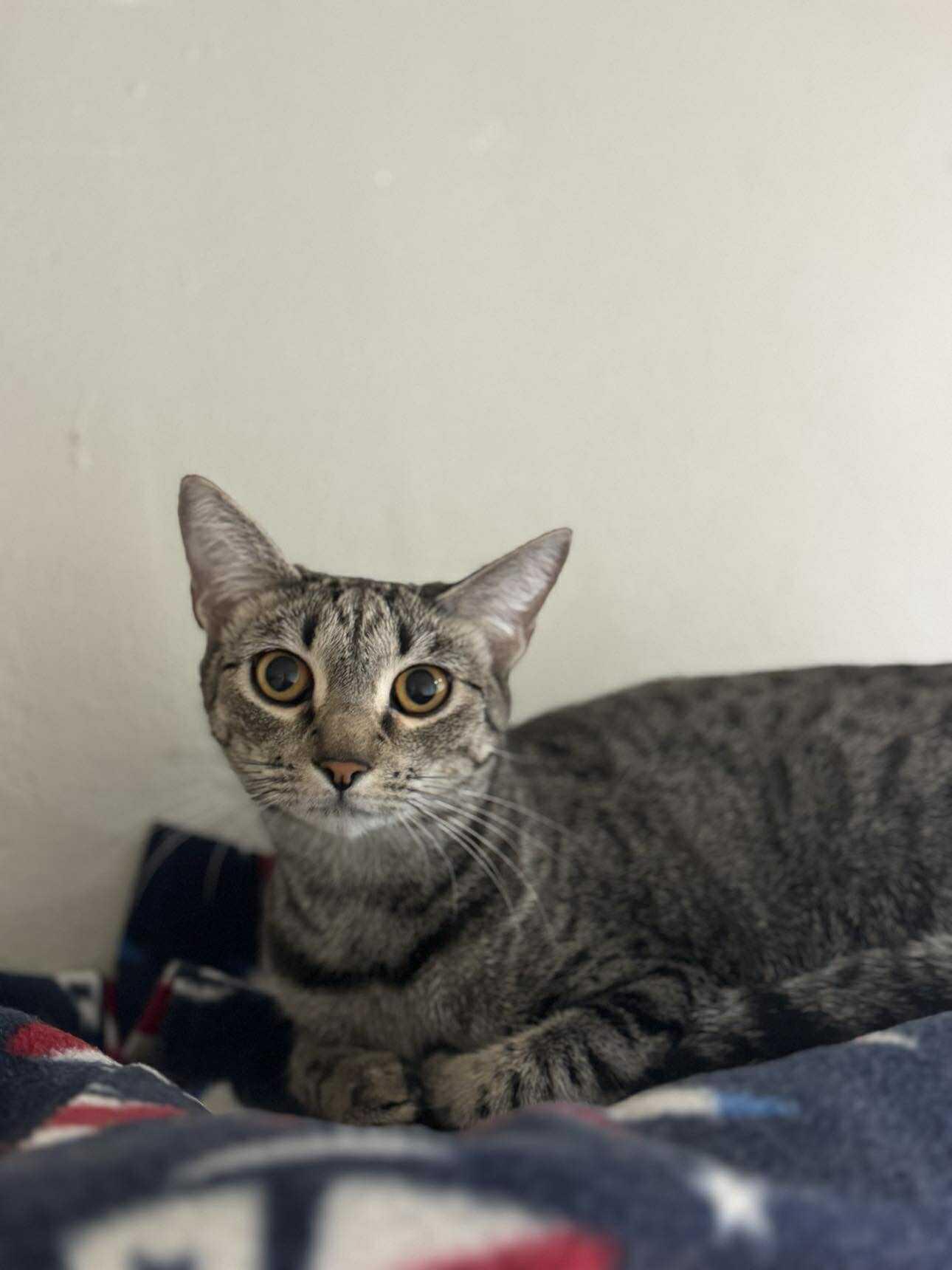 Sugar Spice, a Adoptable Domestic Short Hair in Myakka City, FL image 6/6