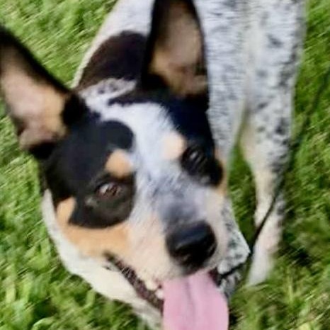 Jack Jack! Friendly and loving!, Adoptable, Young Male Australian Cattle Dog / Blue Heeler.