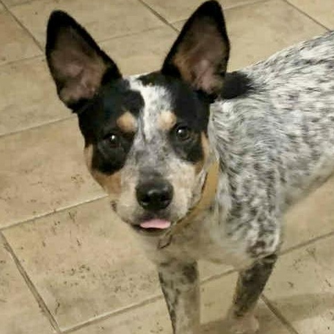 Jack Jack! Friendly and loving!, Adoptable, Young Male Australian Cattle Dog / Blue Heeler.