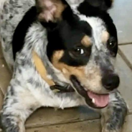 Enlarge Jack Jack! Friendly and loving!, a Adoptable Australian Cattle Dog / Blue Heeler in Chicopee, MA image 5/6