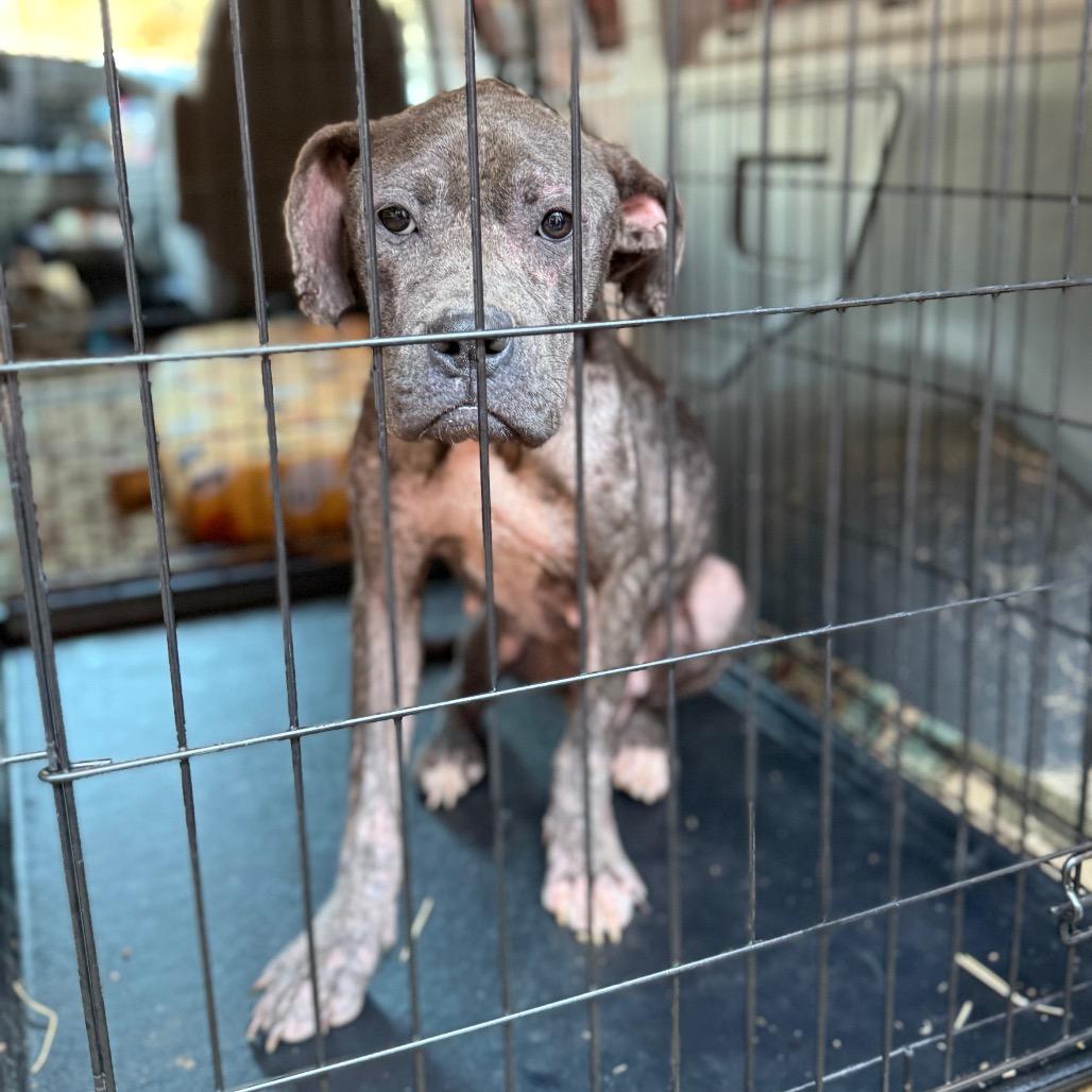 Blueberry, Adoptable, Young Female Boxer.