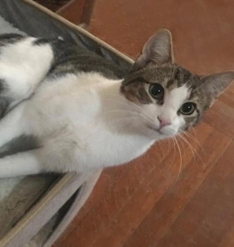 Danny, a Adoptable Domestic Short Hair in Cranford, NJ image 2/6