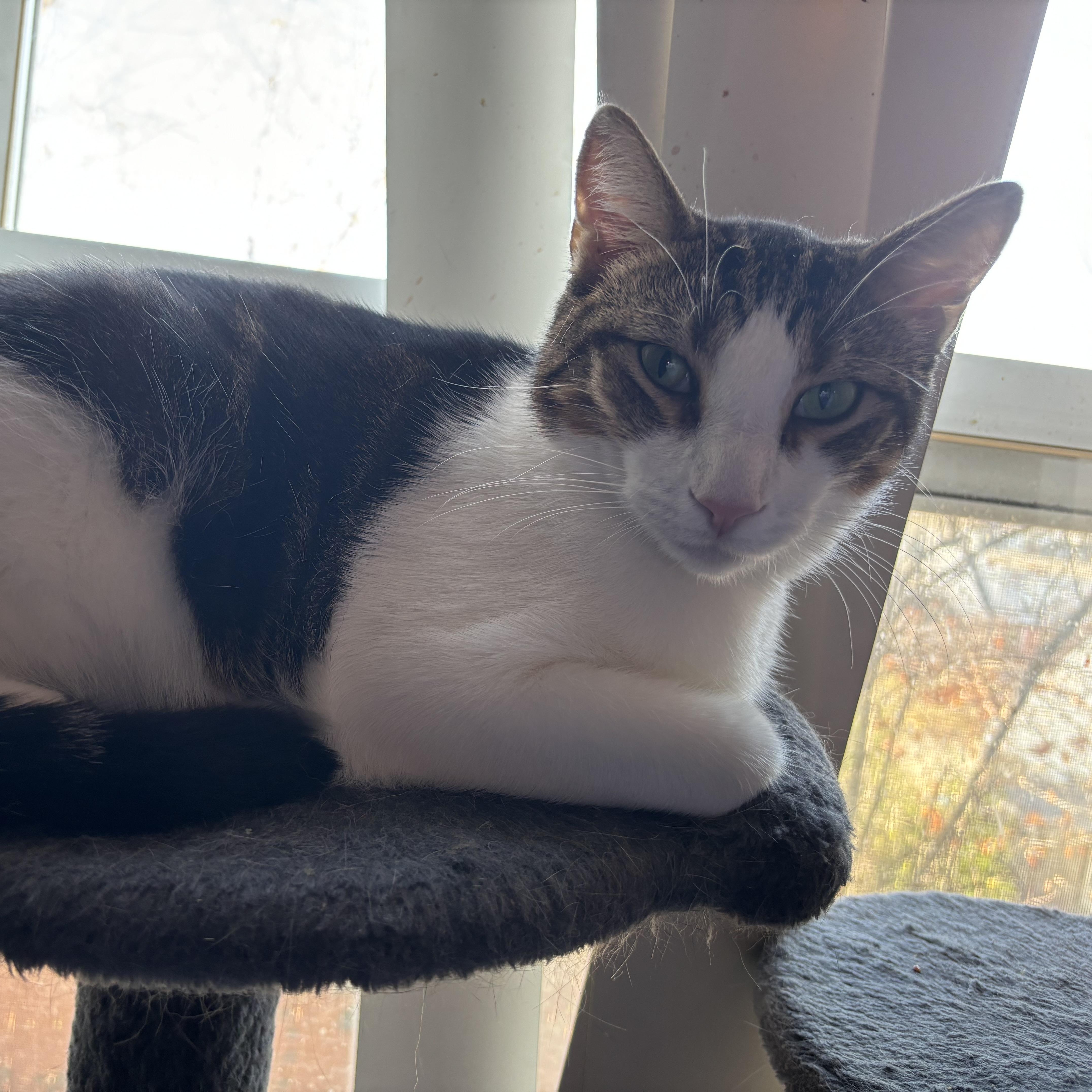 Danny, a Adoptable Domestic Short Hair in Cranford, NJ image 1/6