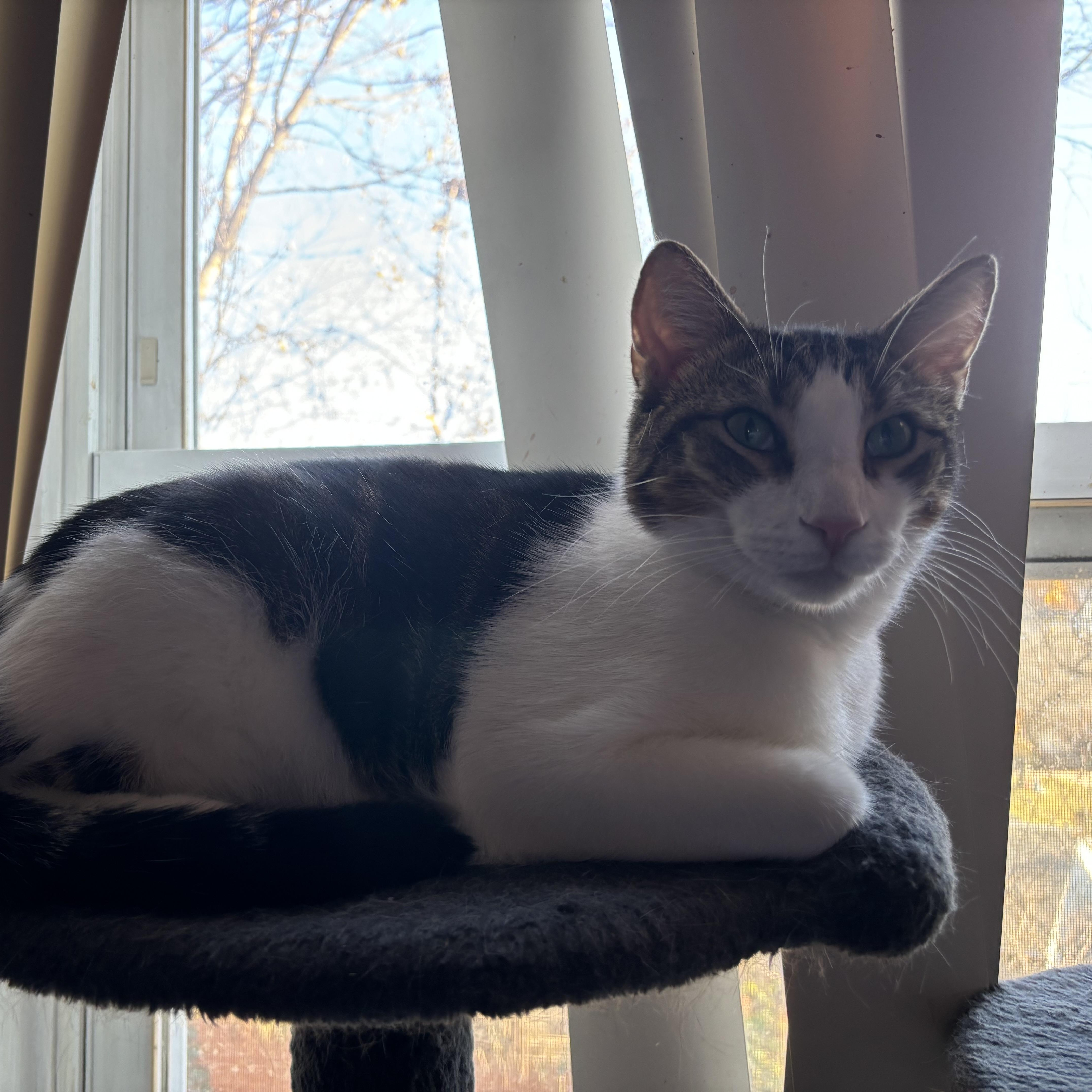 Danny, a Adoptable Domestic Short Hair in Cranford, NJ image 6/6