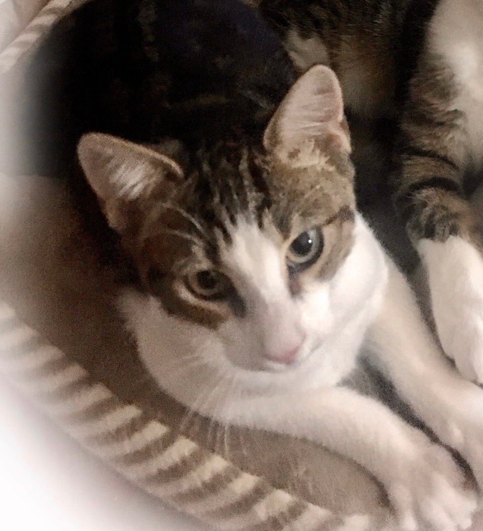 Danny, a Adoptable Domestic Short Hair in Cranford, NJ image 3/6