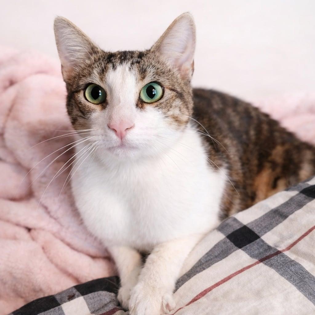 Enlarge Danny, a Adoptable Domestic Short Hair in Cranford, NJ image 1/5